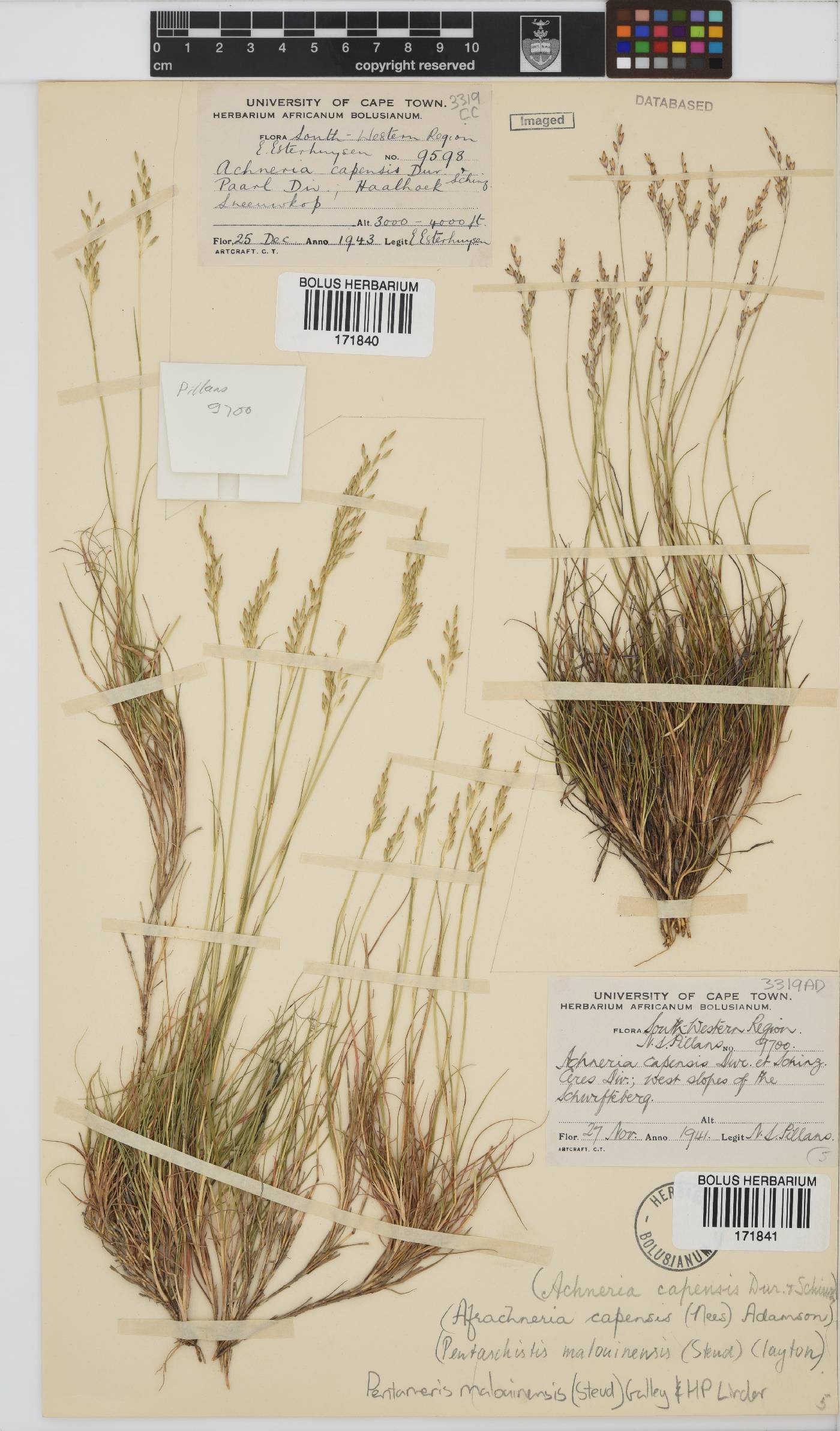 Pentameris malouinensis image