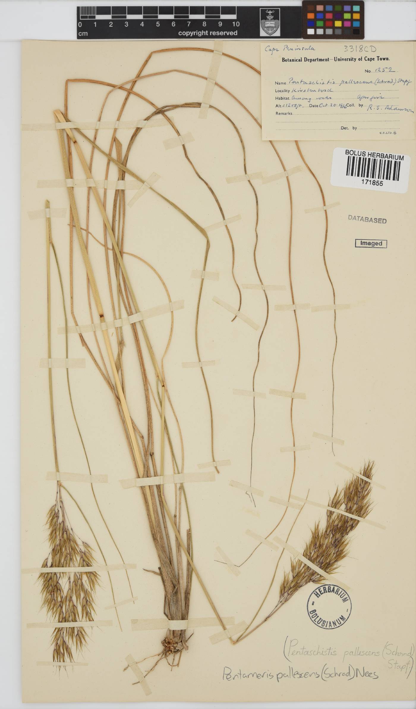 Pentameris pallescens image