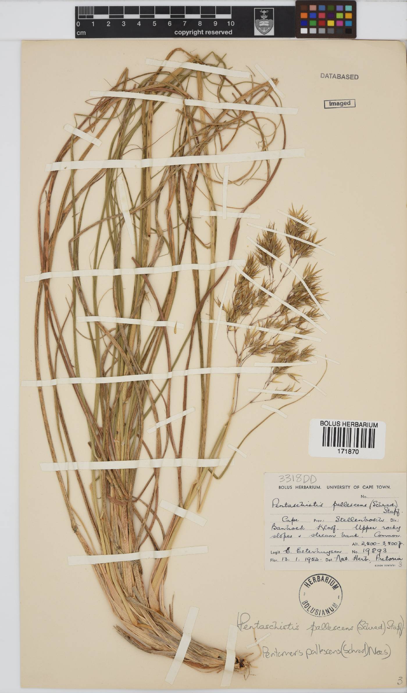 Pentameris pallescens image