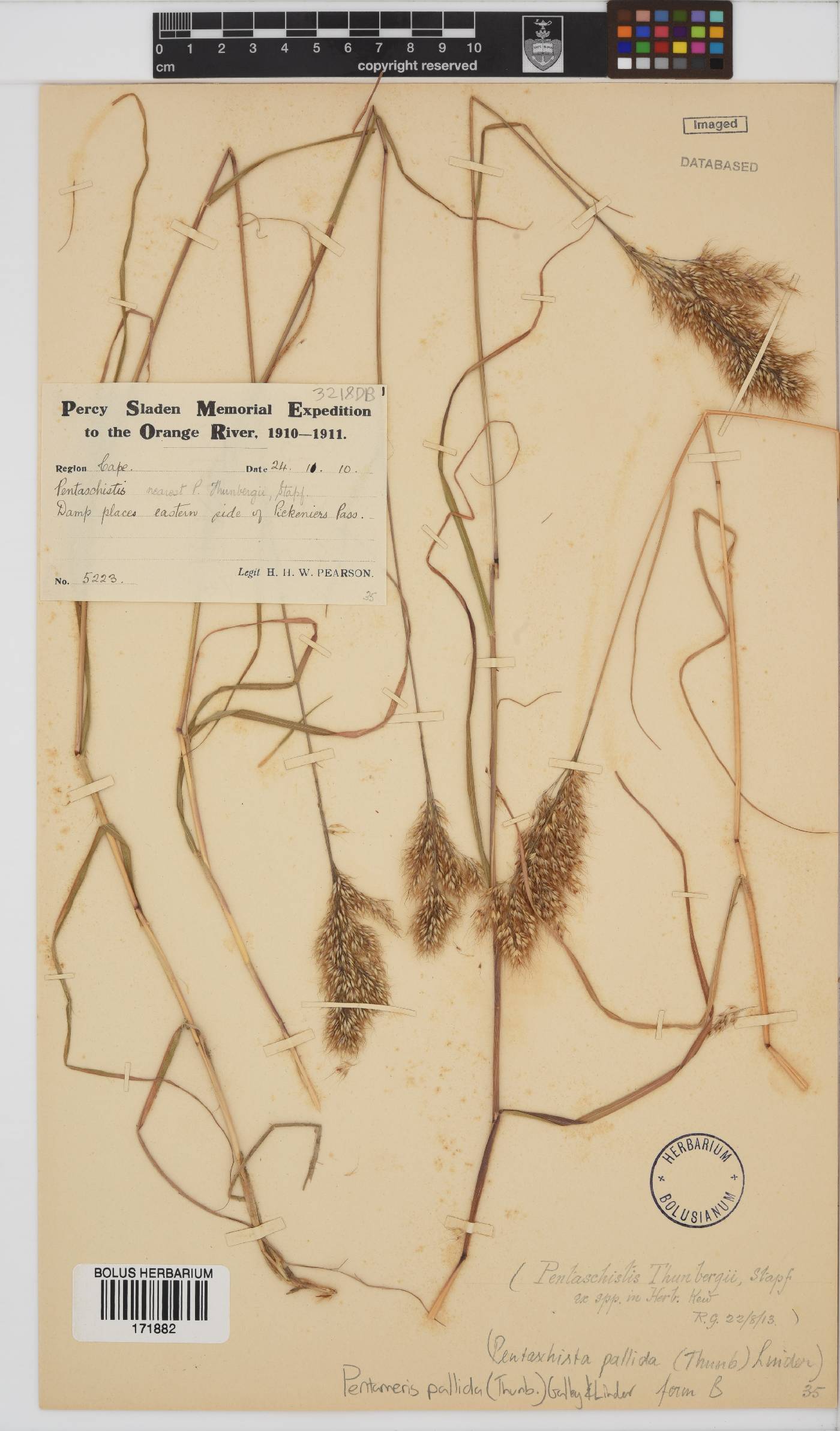 Pentameris pallida image