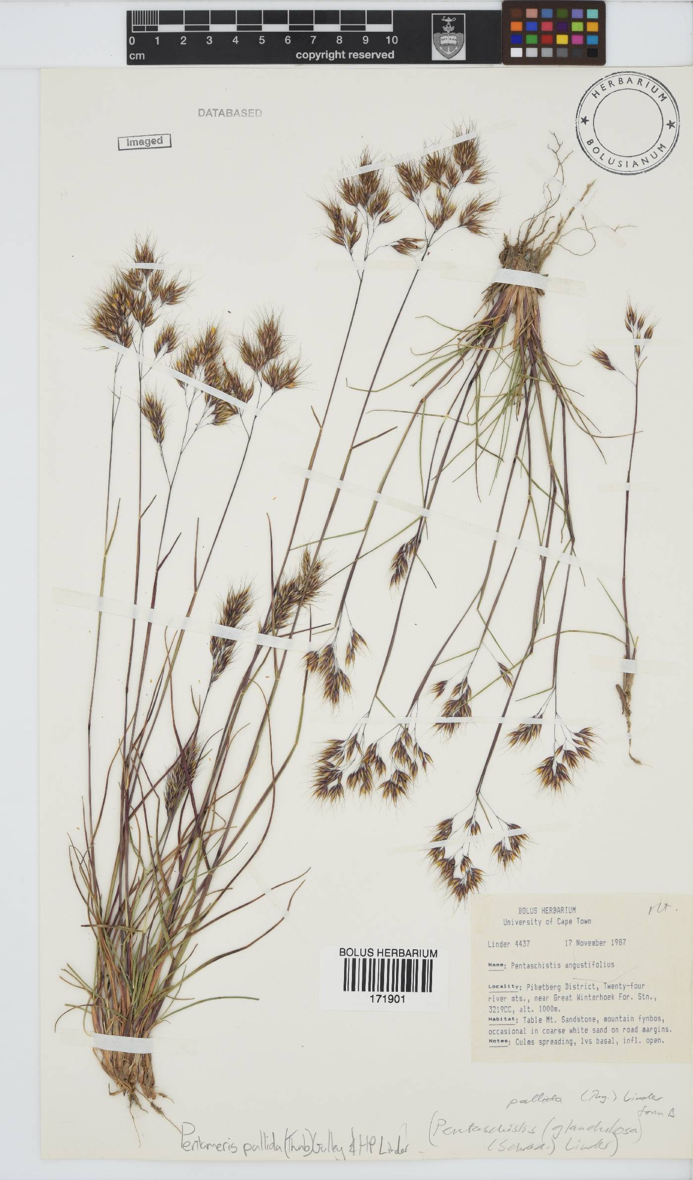 Pentameris pallida image