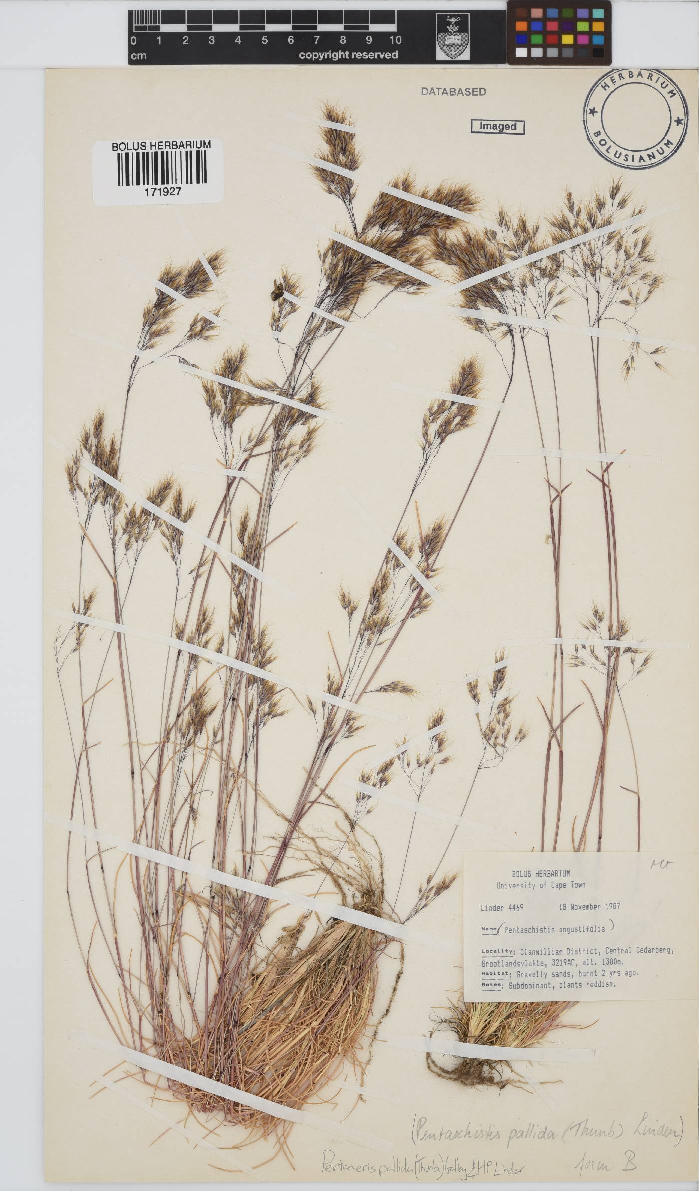 Pentameris pallida image