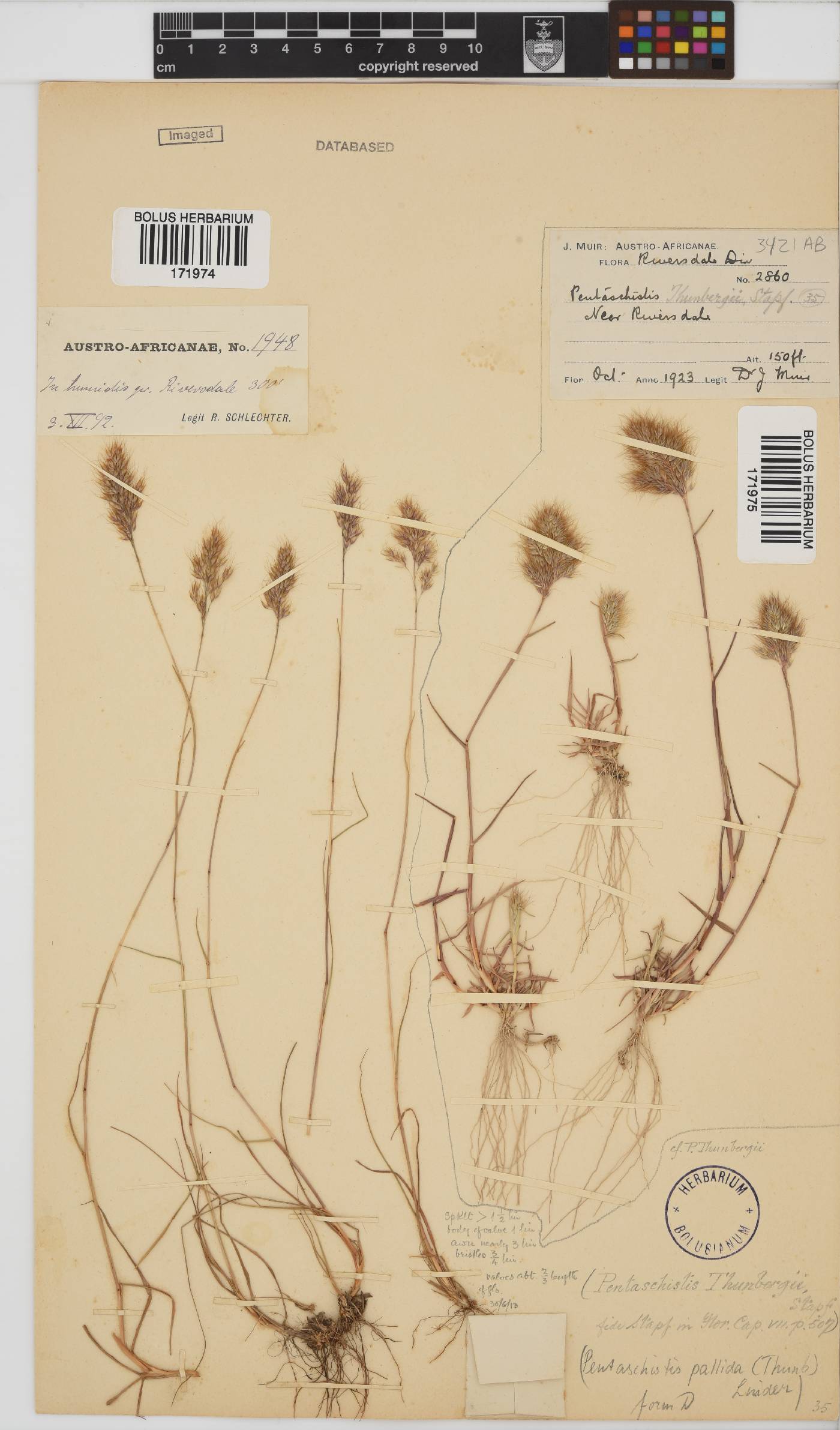 Pentameris pallida image