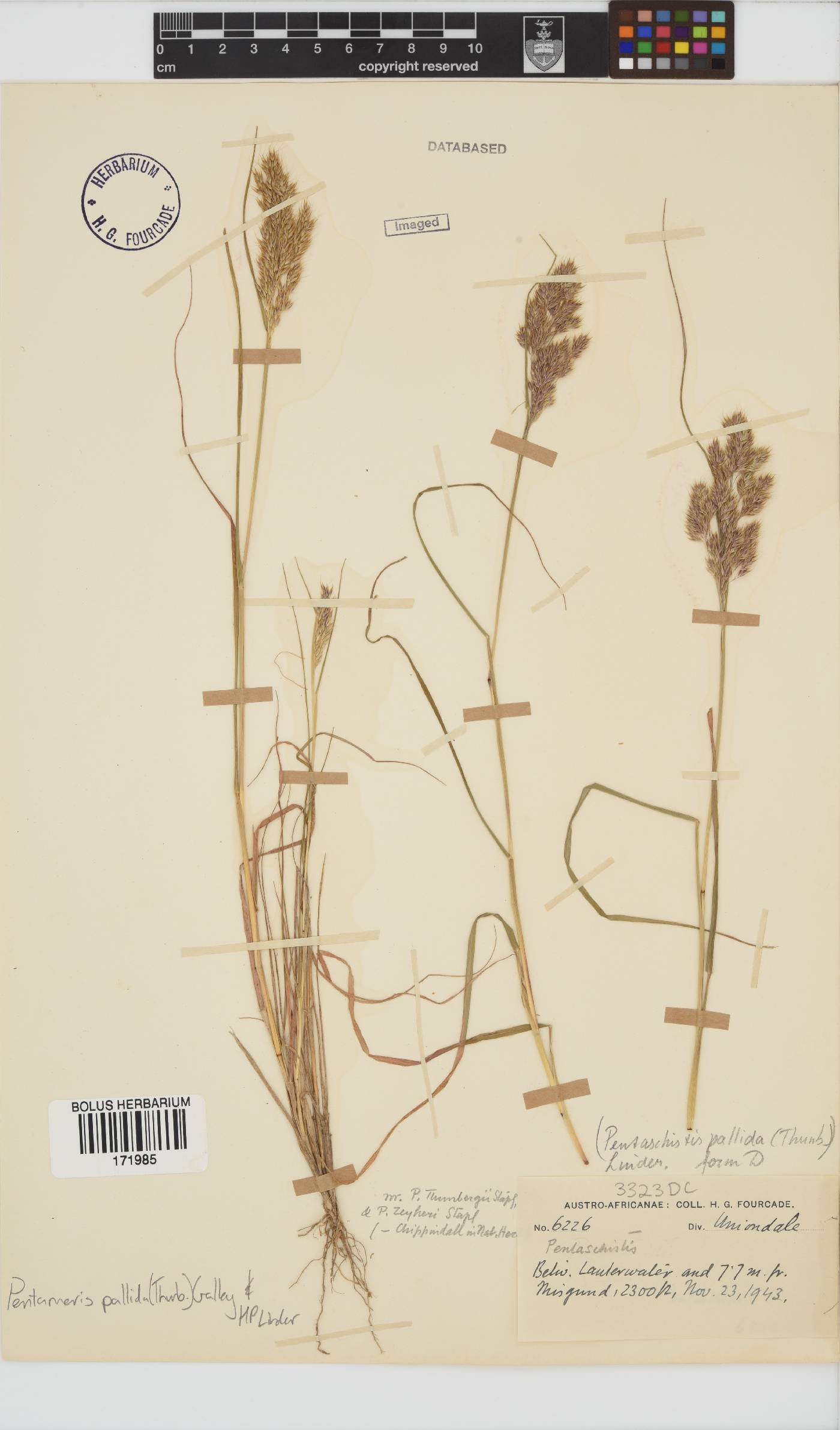 Pentameris pallida image