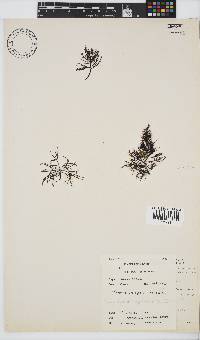 Phyllymenia capensis image