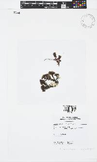 Gelidium arbuscula image
