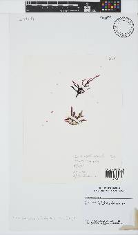 Bartoniella crenata image