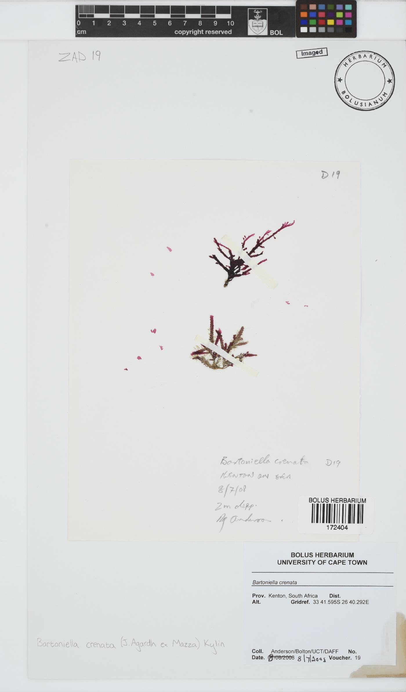 Bartoniella crenata image