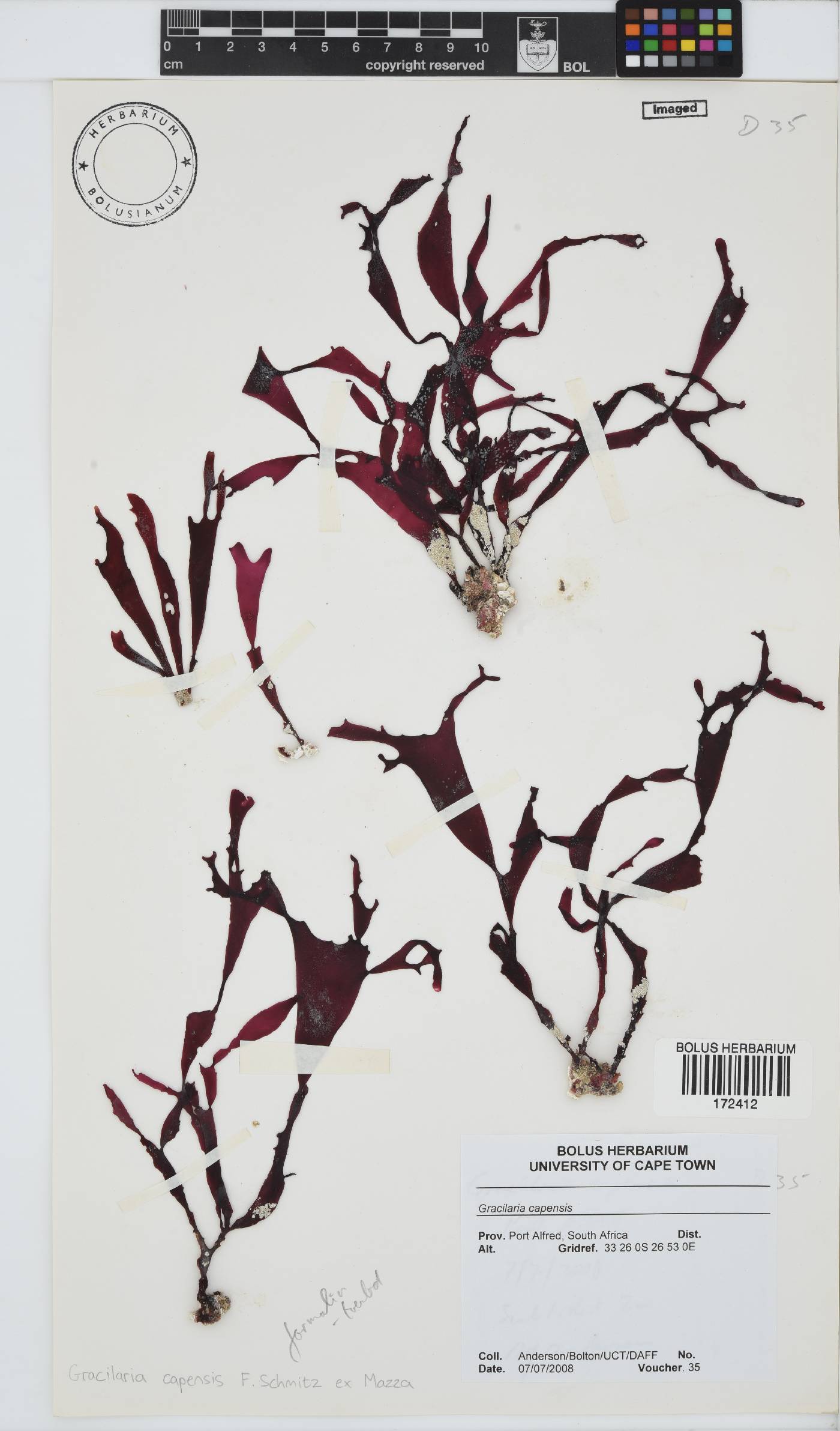 Gracilaria capensis image