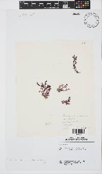 Plocamium cornutum image