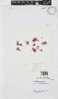 Plocamium suhrii image