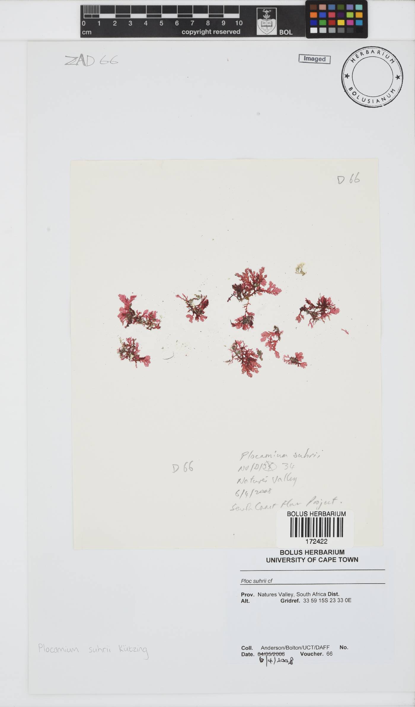 Plocamium suhrii image