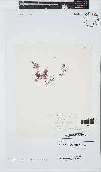 Plocamium beckeri image