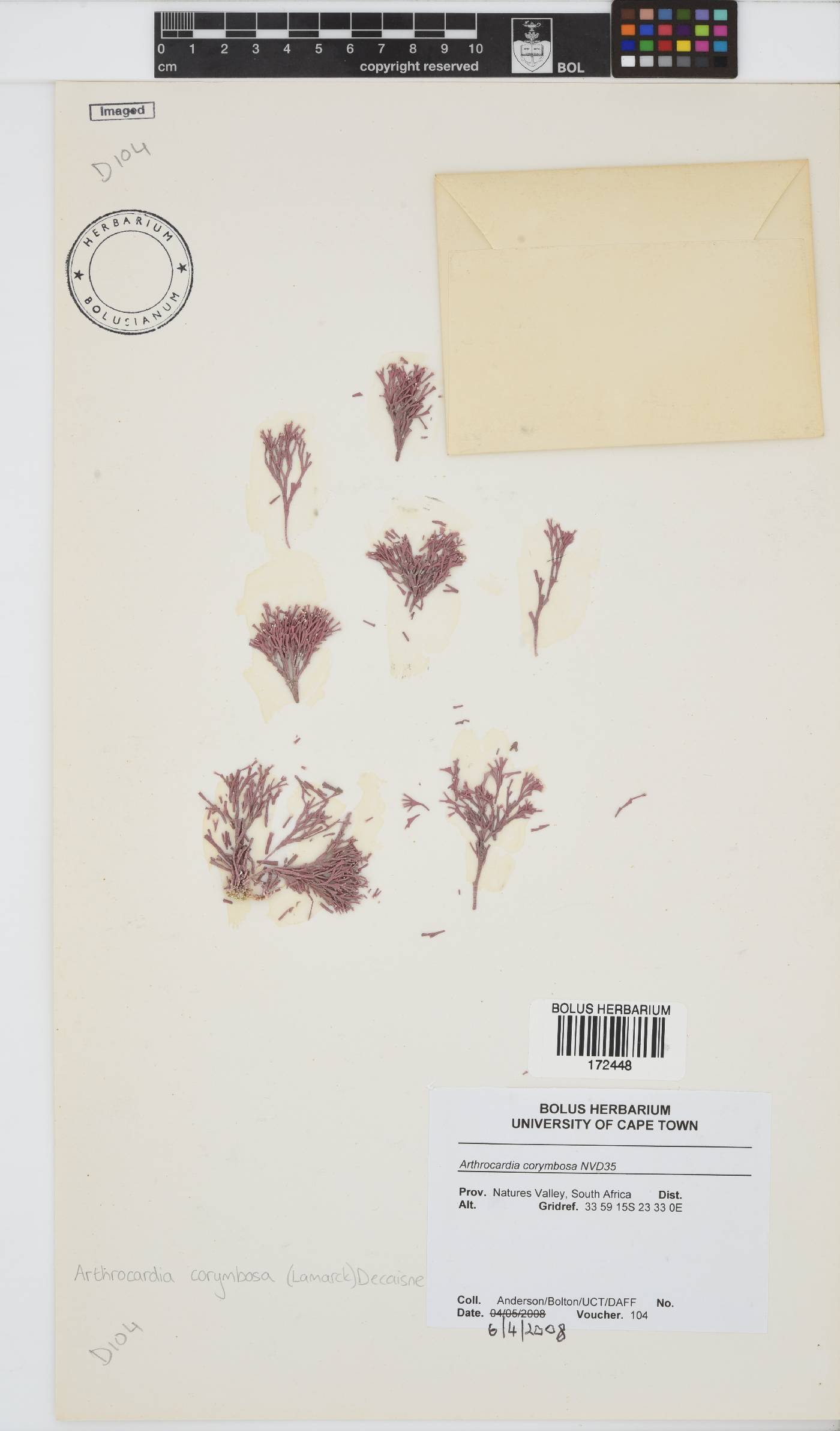 Arthrocardia corymbosa image