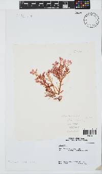 Plocamium suhrii image