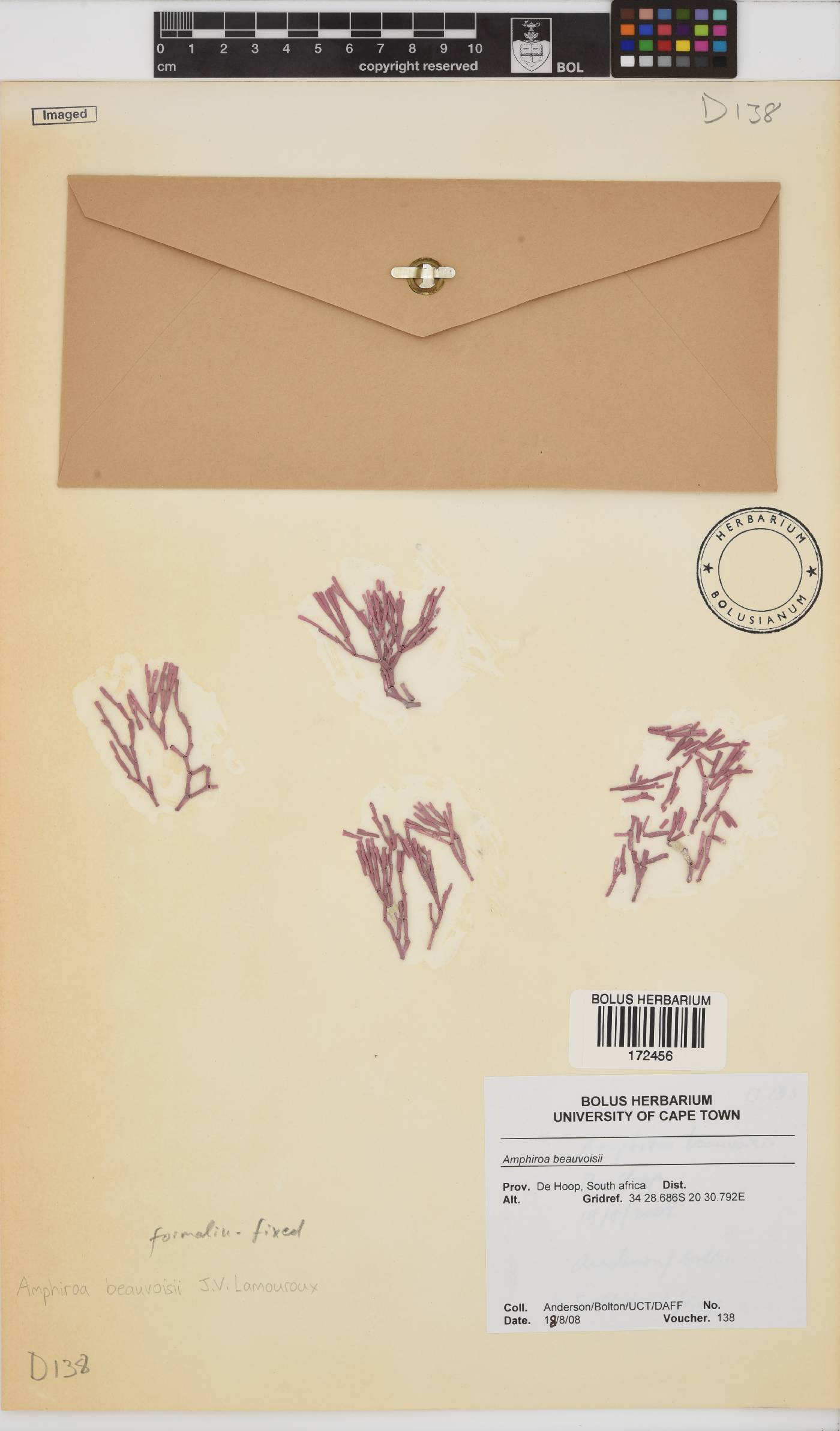Amphiroa beauvoisii image