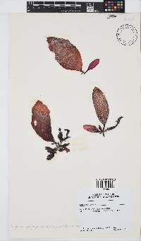 Gigartina polycarpa image