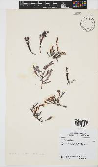 Sarcothalia stiriata image