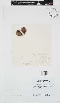 Sonderophycus capensis image