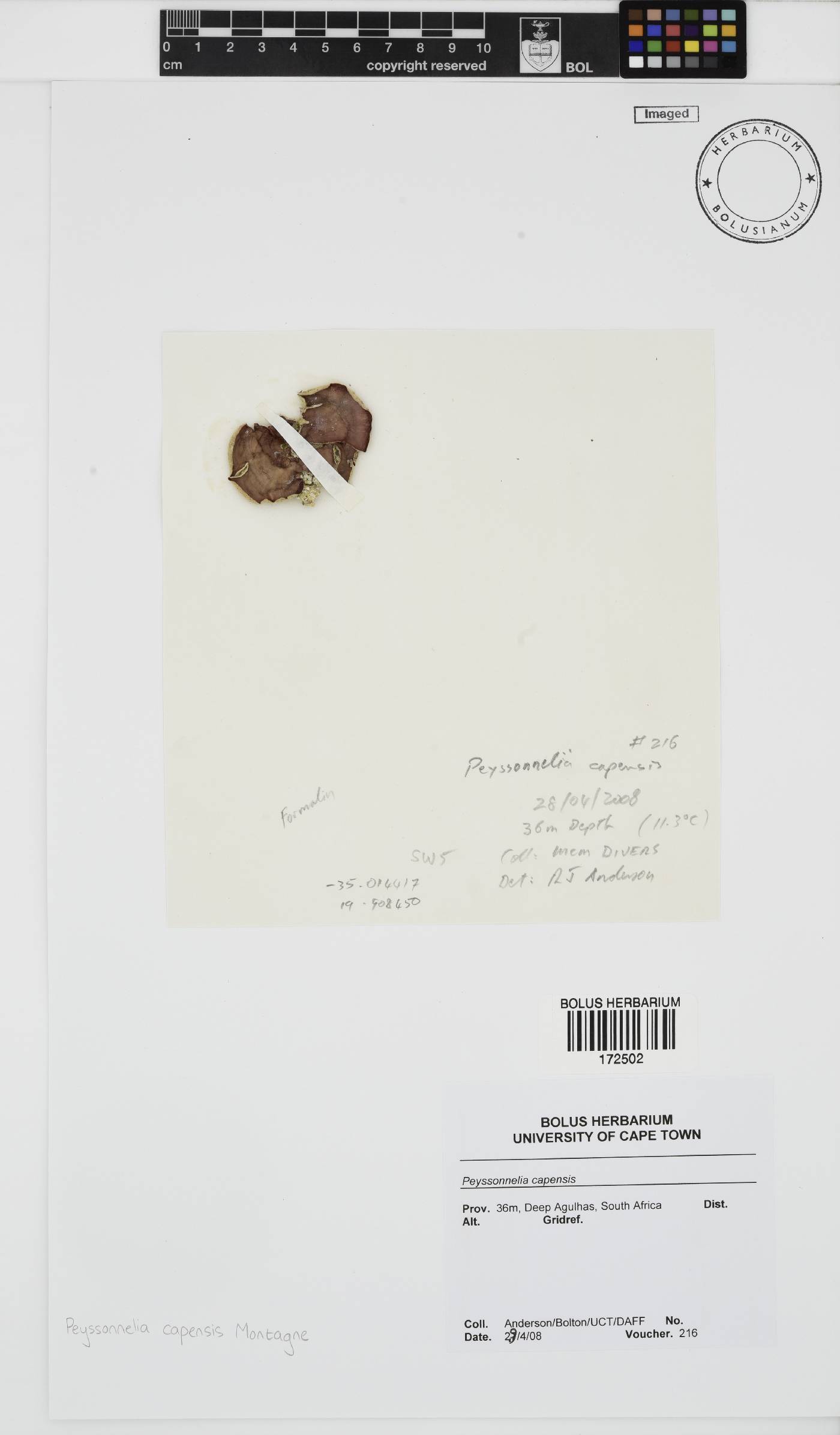 Sonderophycus image