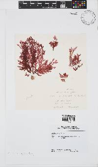 Plocamium rigidum image