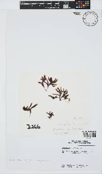 Streblocladia corymbifera image