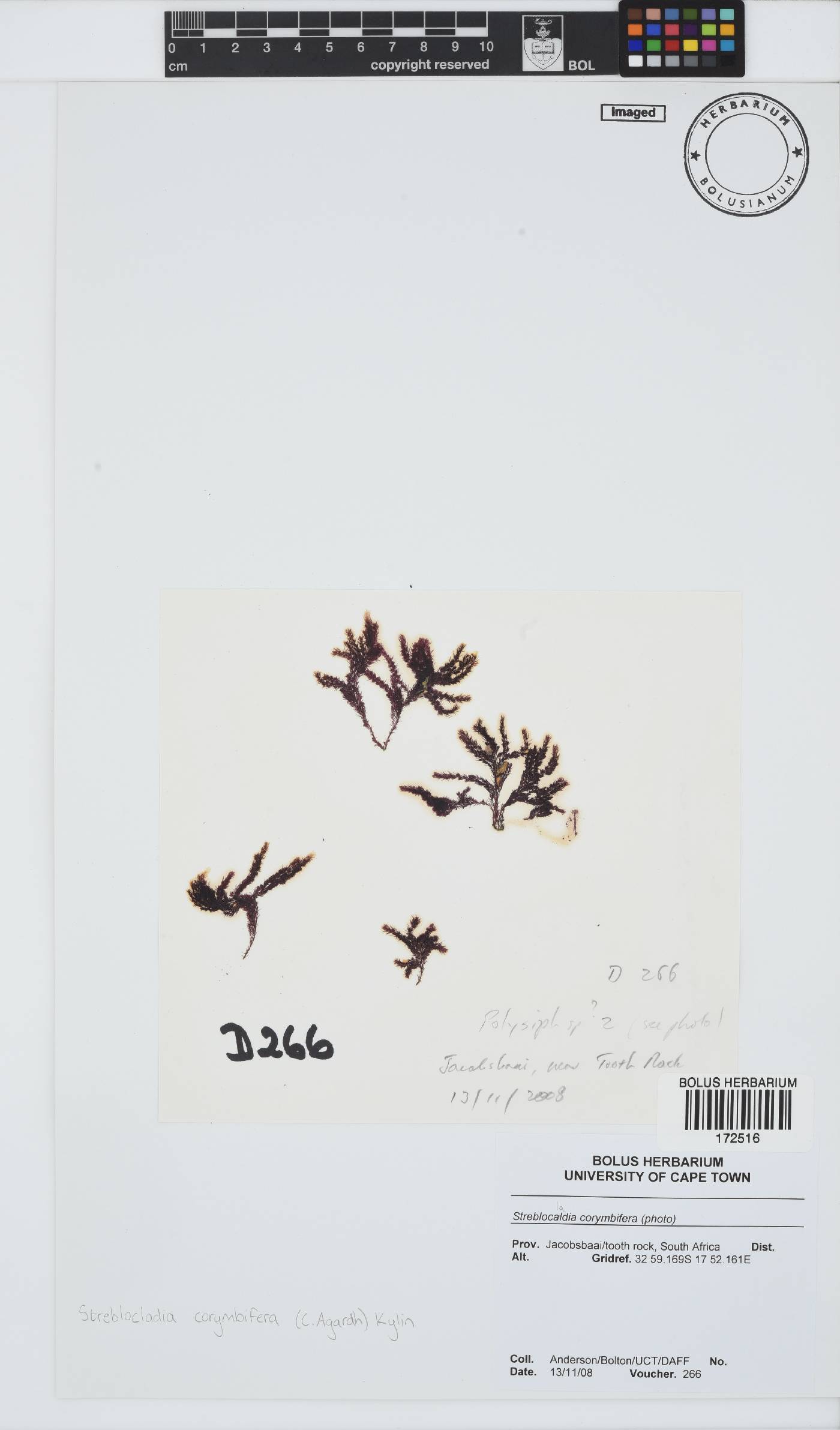 Streblocladia corymbifera image