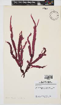 Gelidium vittatum image