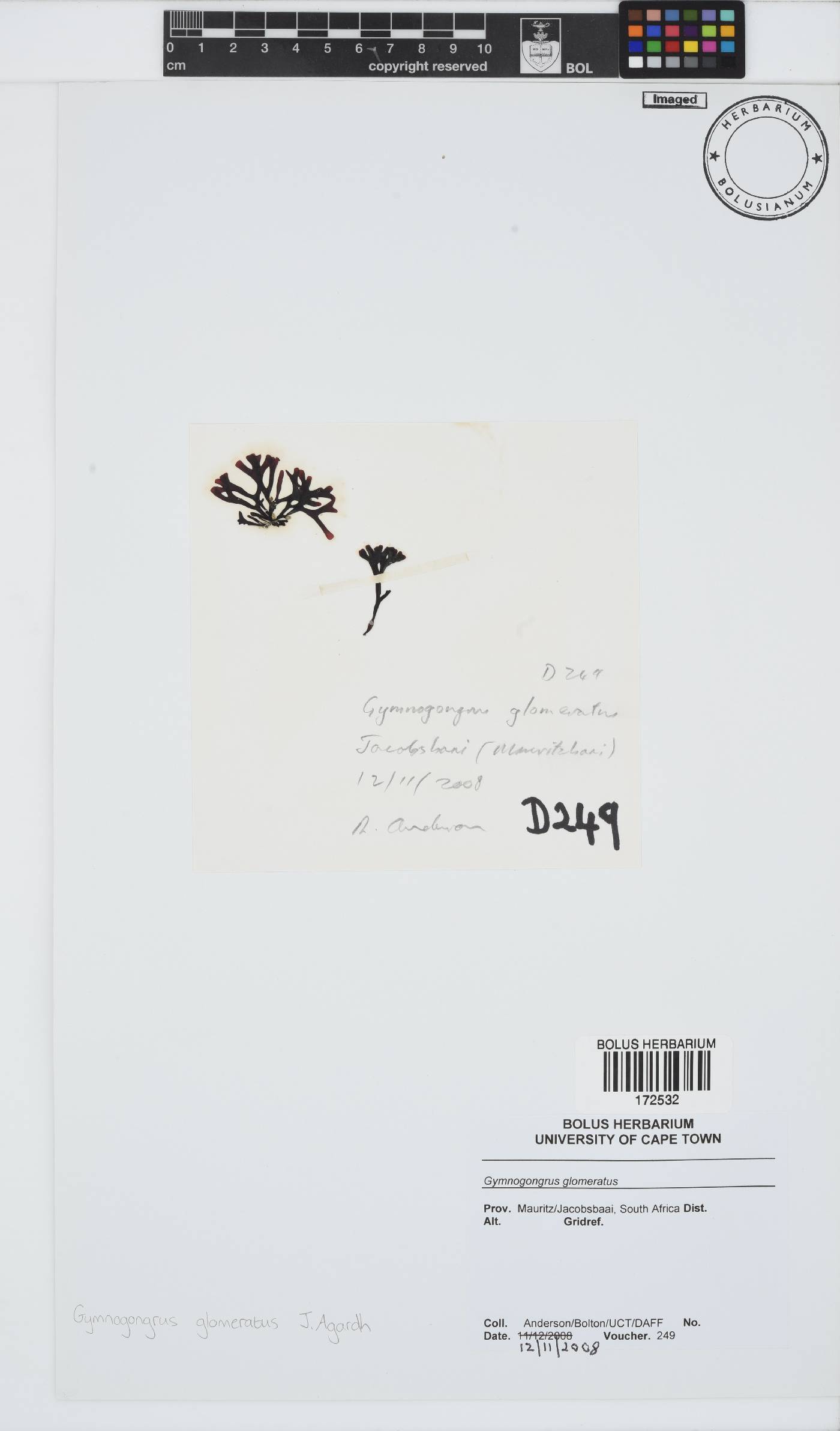 Ahnfeltiopsis glomerata image