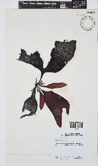 Gigartina polycarpa image