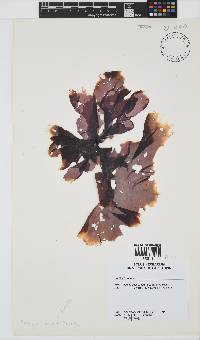 Porphyra capensis image