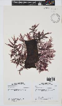 Carpoblepharis flaccida image