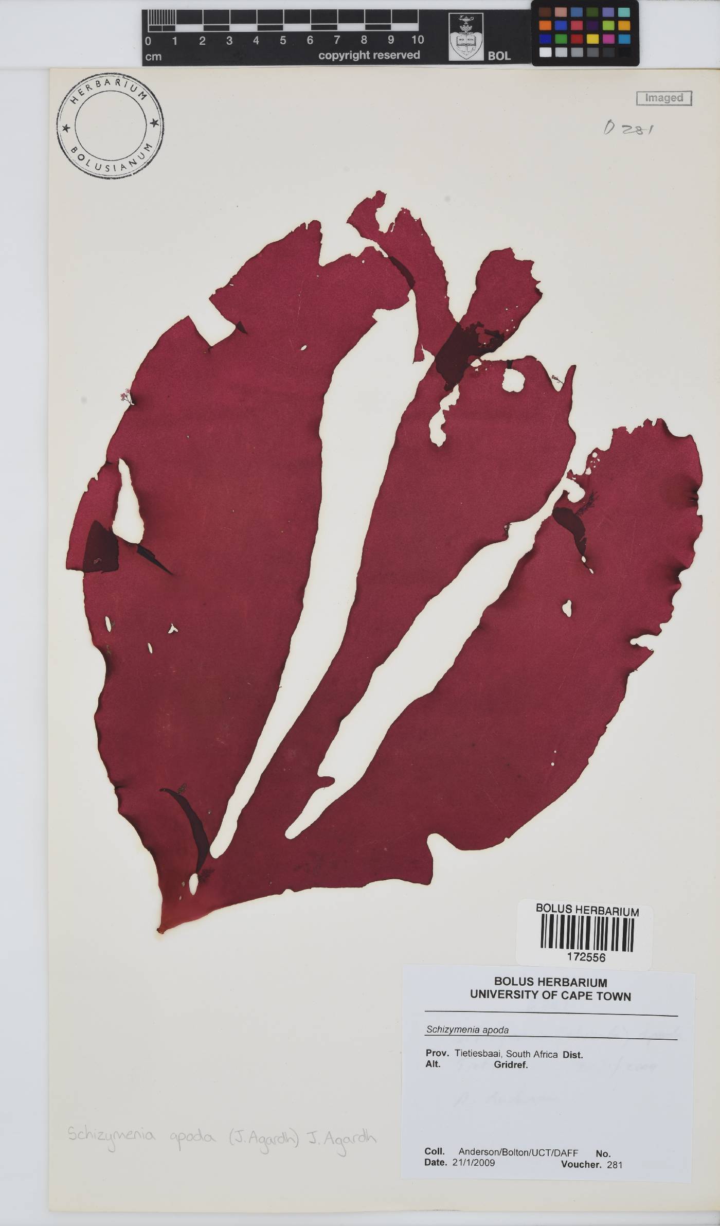 Schizymenia apoda image