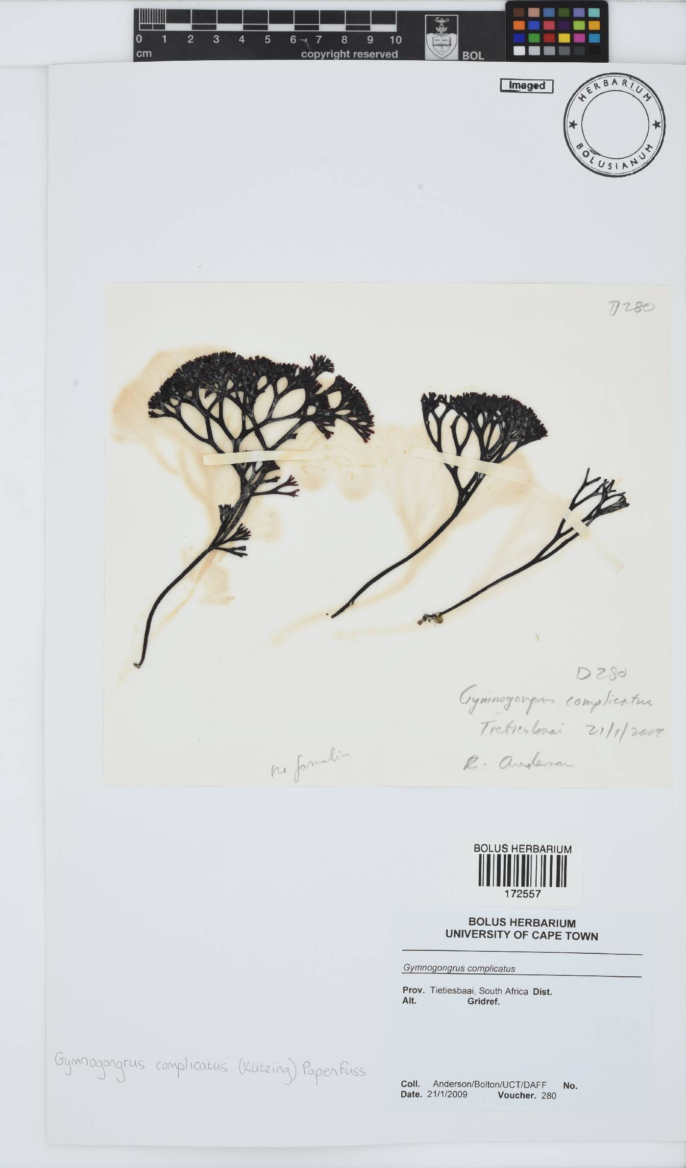Ahnfeltiopsis image