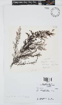Carradoriella virgata image