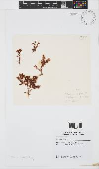 Plocamium rigidum image