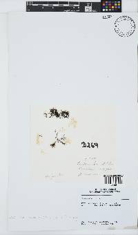 Caulacanthus ustulatus image