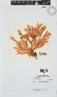 Plocamium corallorhiza image