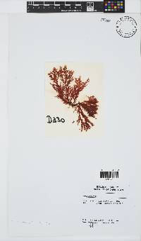 Plocamium suhrii image