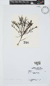 Hypnea spicifera image