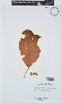 Hymenocladia kallymenioides image