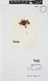 Plocamium rigidum image