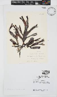 Sarcothalia stiriata image