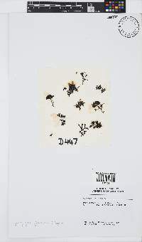 Ahnfeltiopsis glomerata image