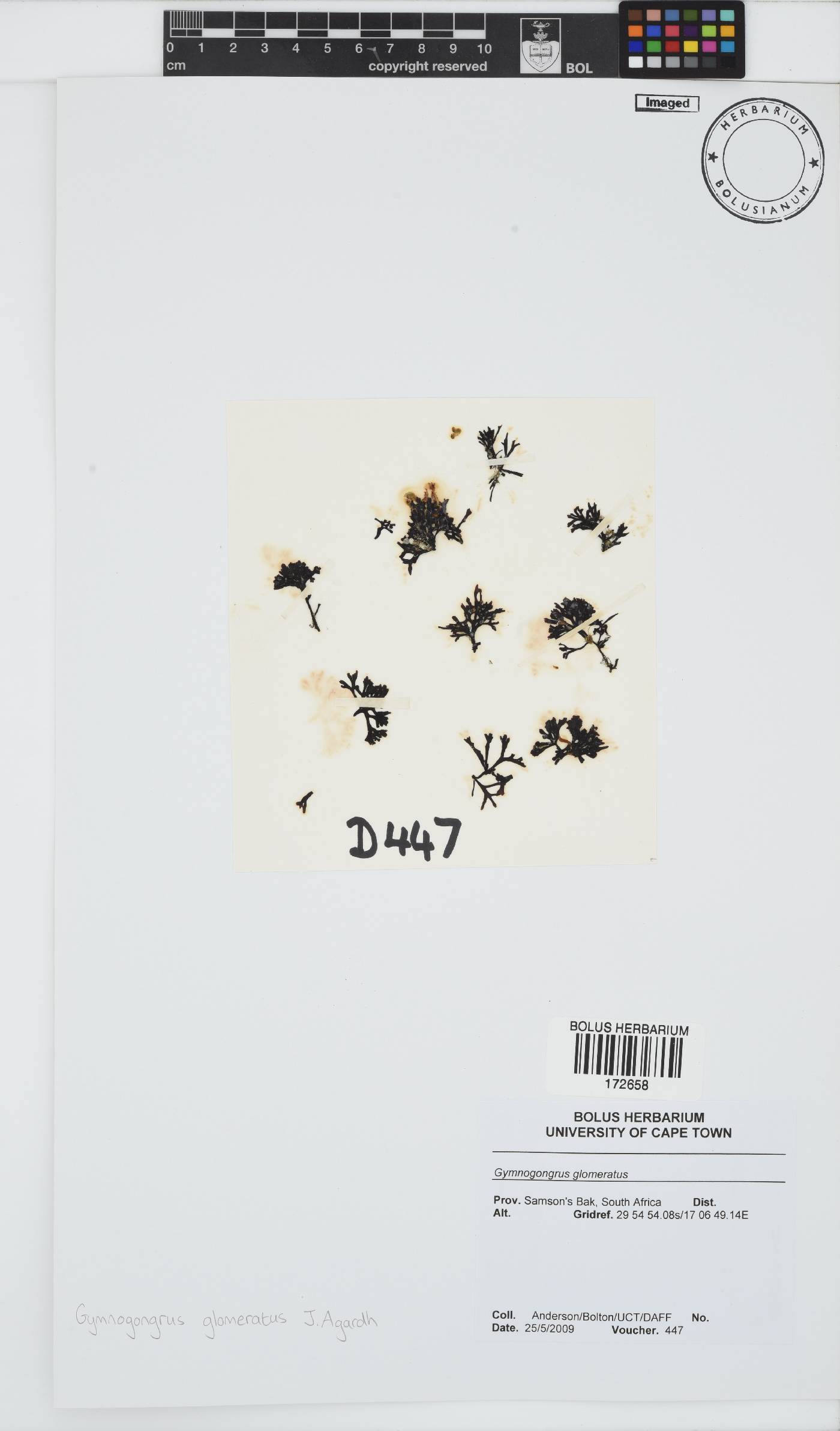Ahnfeltiopsis glomerata image