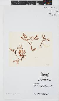 Plocamium rigidum image