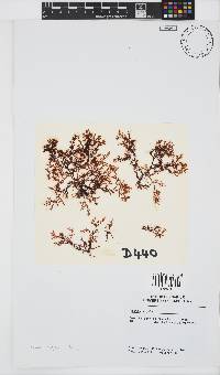 Plocamium rigidum image