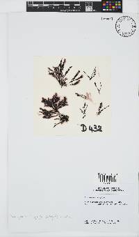 Pterosiphonia cloiophylla image