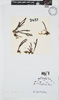 Champia lumbricalis image