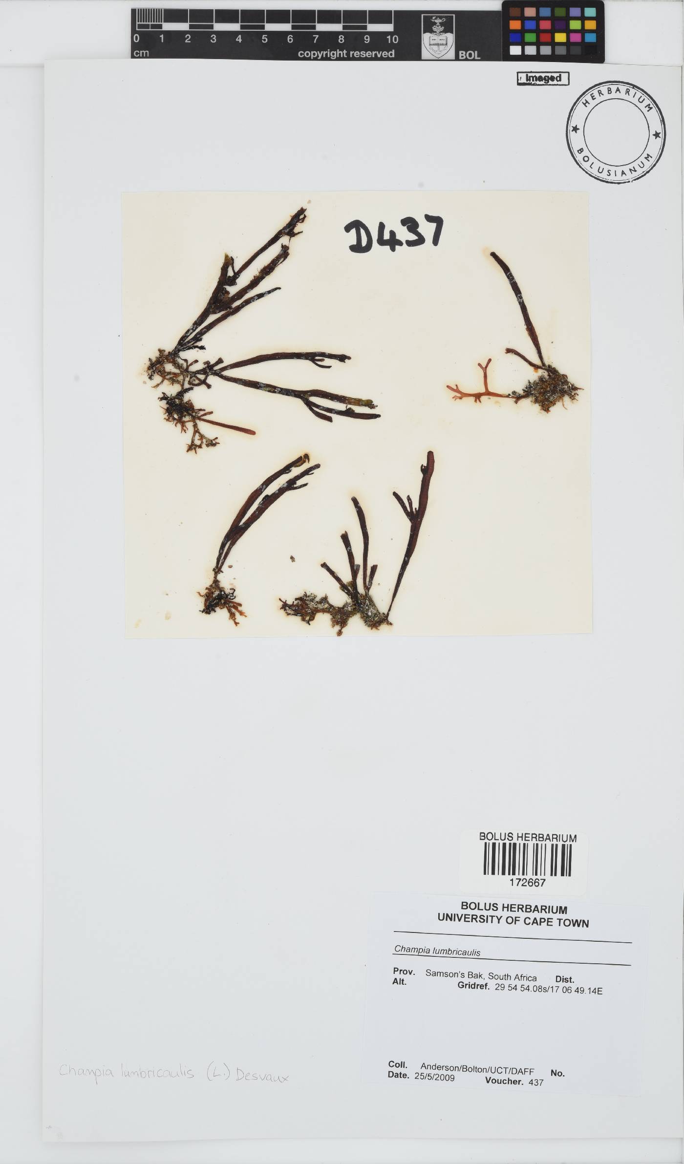 Champia lumbricalis image